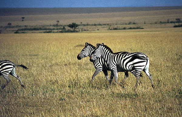 Зебры Африканской Саванне Время Выпаса — стоковое фото