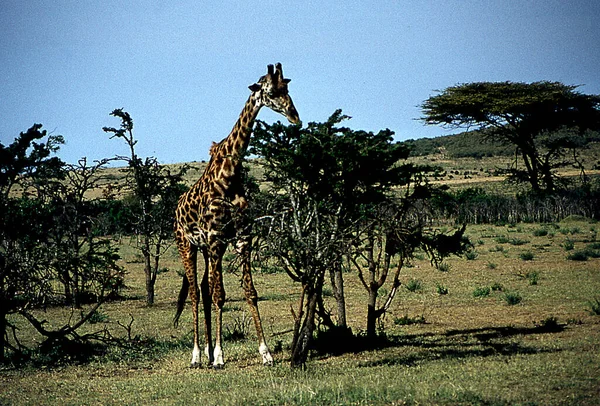 東アフリカの草原地帯のキリン — ストック写真