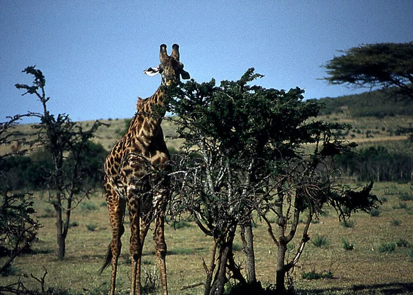 東アフリカの草原地帯のキリン — ストック写真