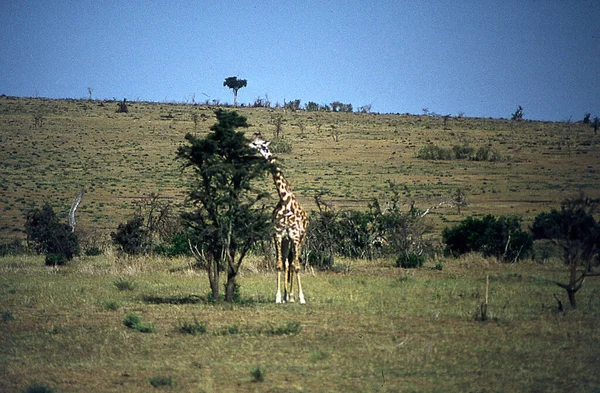 Doğu Afrika Bozkırlarında Zürafalar — Stok fotoğraf