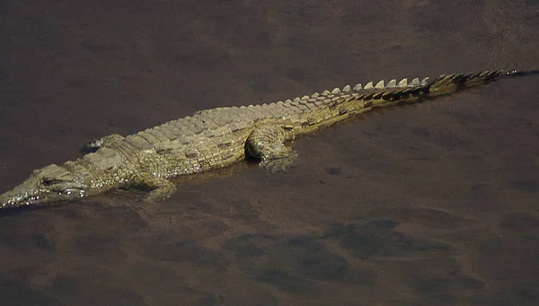 Crocodilo Curso Rio África Oriental — Fotografia de Stock