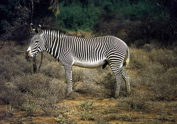 Zebra Afrikaanse Savanne Tijdens Het Grazen — Stockfoto