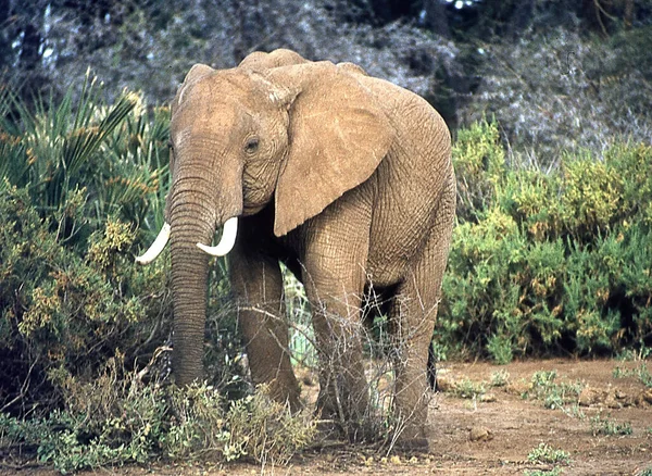 Olifanten Afrikaanse Steppe — Stockfoto