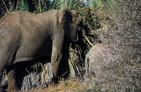 Afrika Bozkırlarındaki Filler — Stok fotoğraf