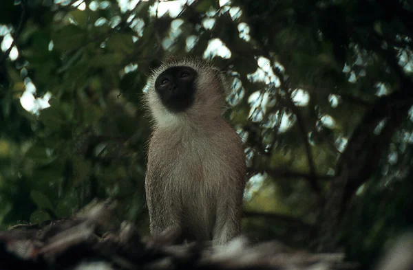 Singe Capucin Assis Dans Arbre Afrique Est — Photo