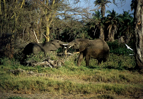 アフリカの草原の象 — ストック写真