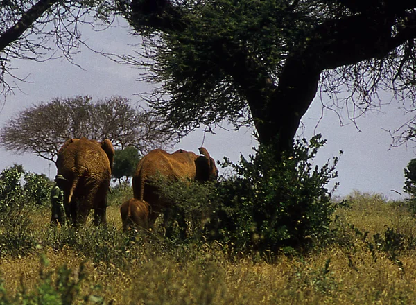 Olifanten Afrikaanse Steppe — Stockfoto