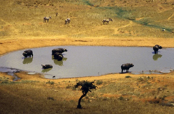 Waterbuffel Savanne Van Afrika Bij Waterput — Stockfoto