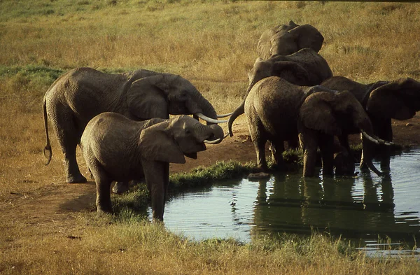 Afrika Bozkırlarındaki Filler — Stok fotoğraf