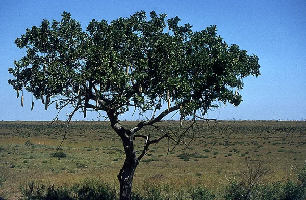 Una Sola Acacia Nella Savana Dell Africa Fornisce Una Certa — Foto Stock