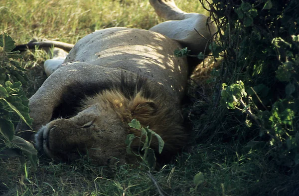 Leões Savana Africana Com Animais Jovens — Fotografia de Stock