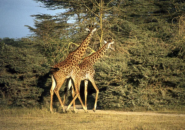Żyrafy Stepie Afryki Wschodniej — Zdjęcie stockowe