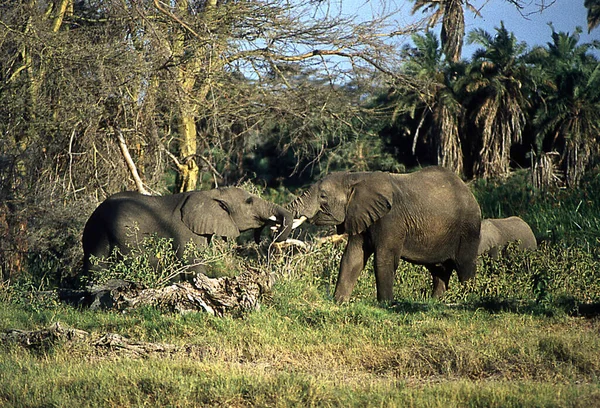 Elefanten Der Afrikanischen Steppe — Stockfoto