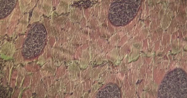 Sarcocyst Parasites Monkey Tissue Magnified 100X Microscope — Stock Video