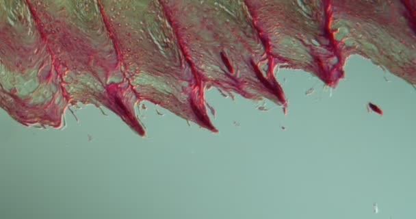 顕微鏡下での乳頭高倍率の猫の舌100X — ストック動画