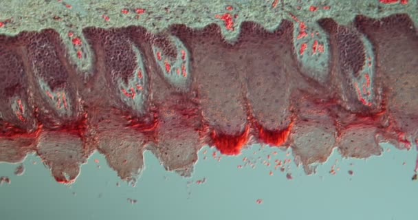 Mikroskop Altında Büyütüldüğünde Papillae Ile Kahverengi Tavşanın Dili — Stok video