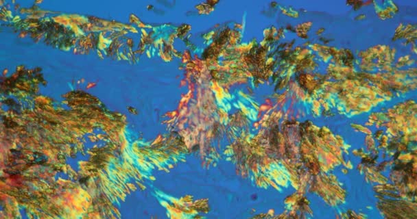 Kristal Pirai Pada Jaringan Pada Pembesaran Tinggi Bawah Mikroskop 100X — Stok Video