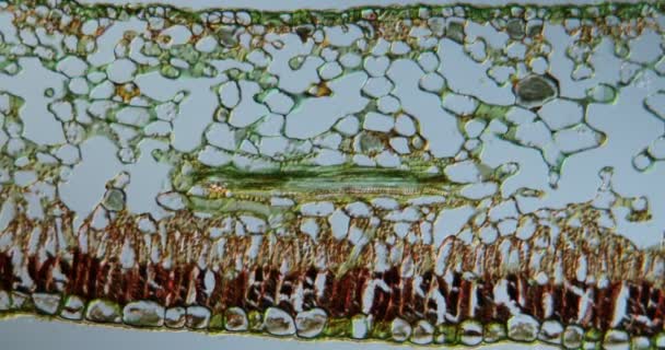 Mikroskop Altında Çapraz Kesitte Kuyruğu Yaprağı 100 — Stok video