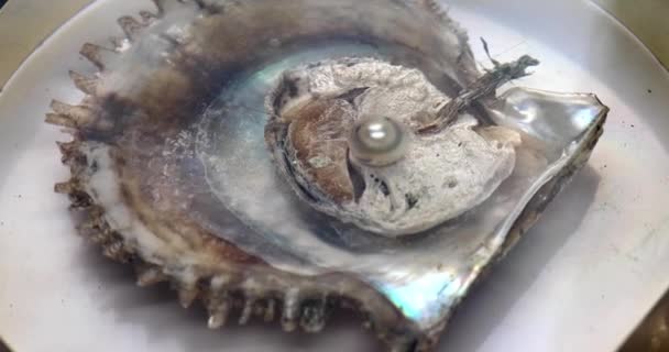 牡蠣の殻に輝く大きな真珠が — ストック動画