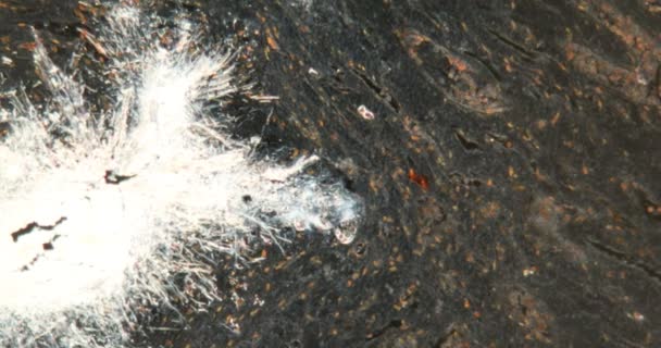 Riñón Con Gota Cristales Alto Aumento Campo Oscuro Bajo Microscopio — Vídeos de Stock