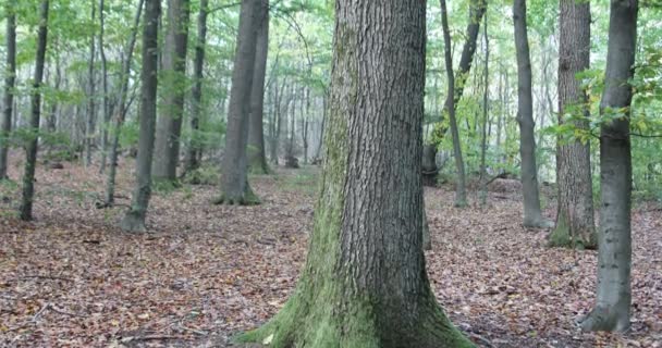 Der Himmel Und Die Äste Der Asche Drehen Sich Sich — Stockvideo