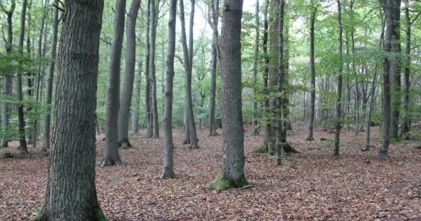 Lucht Takken Van Keren Zich Tegen Zichzelf — Stockvideo