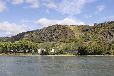 Ren ve Andernach yakınlarındaki üzüm bağları ile yumurta manzarası