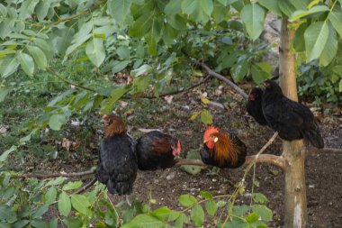 Tavuklar kümeste ve ağaçta