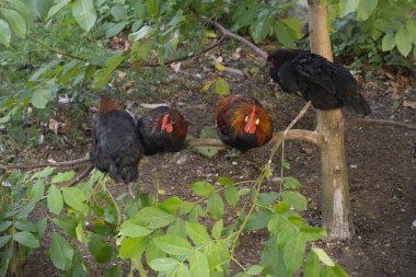Tavuklar kümeste ve ağaçta