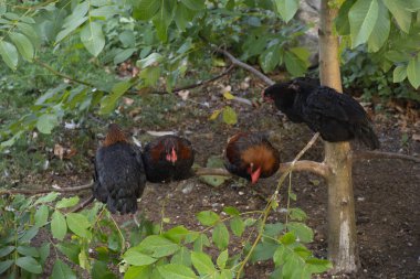 Tavuklar kümeste ve ağaçta