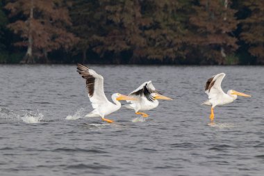 Yıllık göçleri sırasında Tennessee 'deki Reelfoot Gölü' ndeki pelikanlar