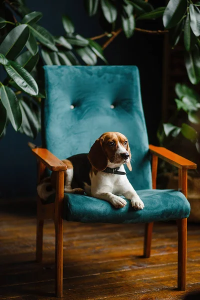 Hermoso perro Beagle sentado en una silla verde en el interior del apartamento — Foto de Stock