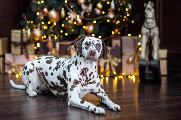 FUNNY CHRISTMAS OU NOVO ANO DOG. Dolmatinets PUPPY encontra-se no fundo de decorações de Natal. Bokeh, borrão. — Fotografia de Stock