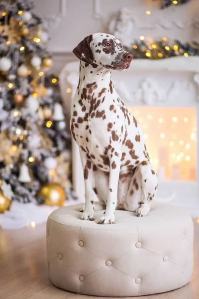 FUNNY CHRISTMAS OR NEW YEAR DOG. The PUPPY is a Dalmatian dog sitting on background of Christmas decorations. Bokeh, blur — Stock Photo, Image