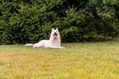 Beyaz İsviçre çoban köpeği çimlere açık.