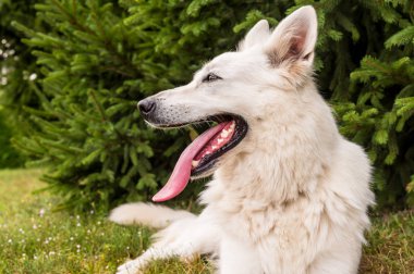 Beyaz İsviçre çoban köpeği çimlere açık.