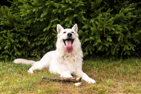 ホワイト スイス シェパード犬屋外芝生の上 — ストック写真
