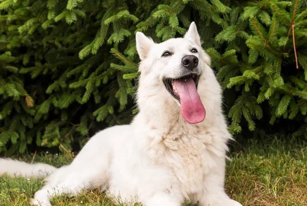 ホワイト スイス シェパード犬屋外芝生の上 — ストック写真