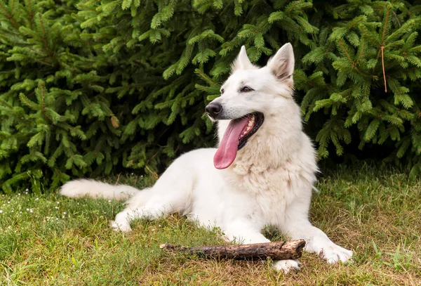 Witte Zwitserse Herder Buiten Het Gras — Stockfoto