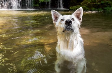 Sonra yüzme göle ıslak beyaz İsviçre çoban köpeği.