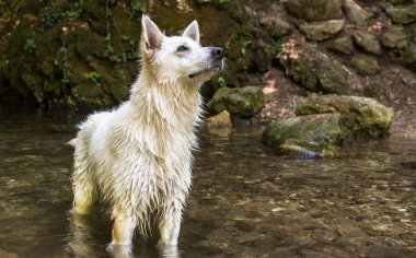 Sonra yüzme göle ıslak beyaz İsviçre çoban köpeği.