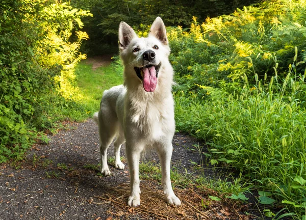 Biały Owczarek Szwajcarski Pies Stojący Parku — Zdjęcie stockowe