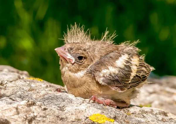 Blackbird Csaj Fészekből Kertben — Stock Fotó