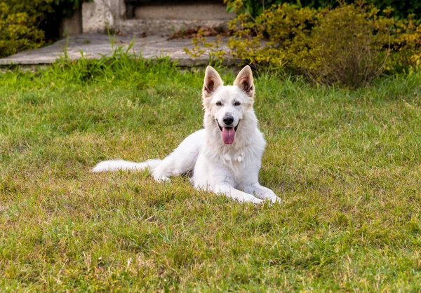 Cane Pastore Svizzero Bianco Sdraiato Sull Erba — Foto Stock