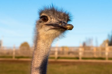 Devekuşu baş boyun çiftlikte.