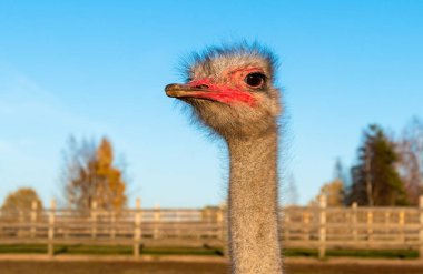 Devekuşu Merkez kırmızı gaga ve boyun çiftlikte.