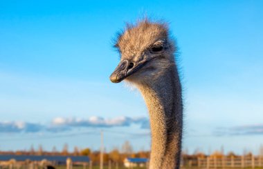 Devekuşu baş boyun çiftlikte.