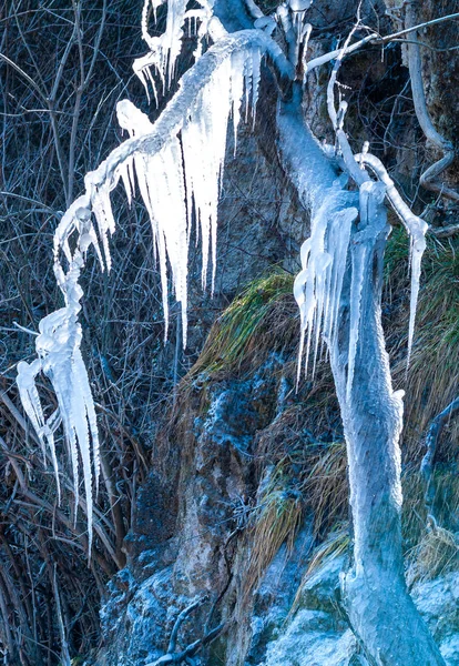 Árvore Congelada Com Formação Cristais Dia Inverno Gelado — Fotografia de Stock