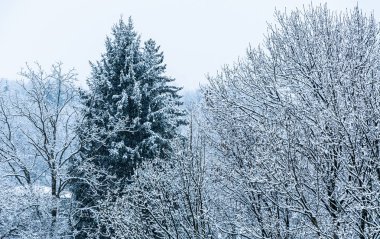 Karlı bir günde, kış arka plan karla kaplı ağaçlar.