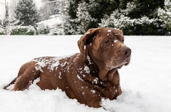 Old Chocolate Labrador Retriever dog lying in the snow under the snowfall.